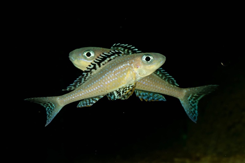 Xenotilapia papilio 'Tembwe Deux'